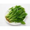 菠菜/500g