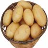 精品土豆/500g（限购5斤）