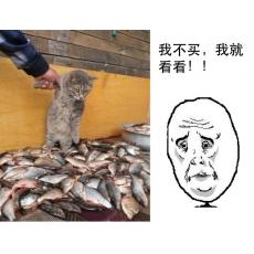 鱼类现场采购视屏