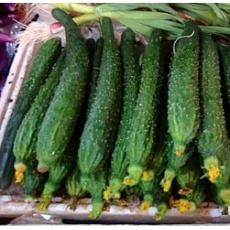 本地黄瓜/5kg