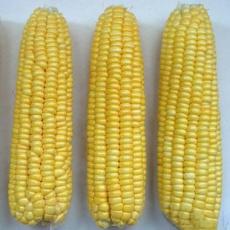 甜玉米/4kg