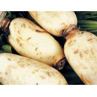 菜藕/5kg